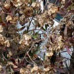 hummingbird-nest hummingbird-nest