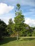 memorial kauri