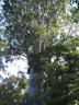 kauri canopy