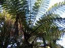 silver fern