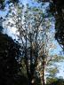 kauri foliage