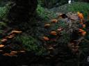 orange fungus