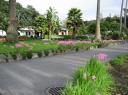 napier square flowers