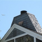 Evangelina on the neighbor\'s roof